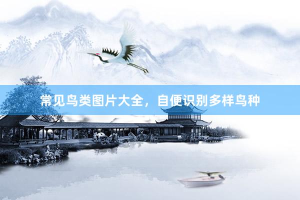 常见鸟类图片大全,自便识别多样鸟种